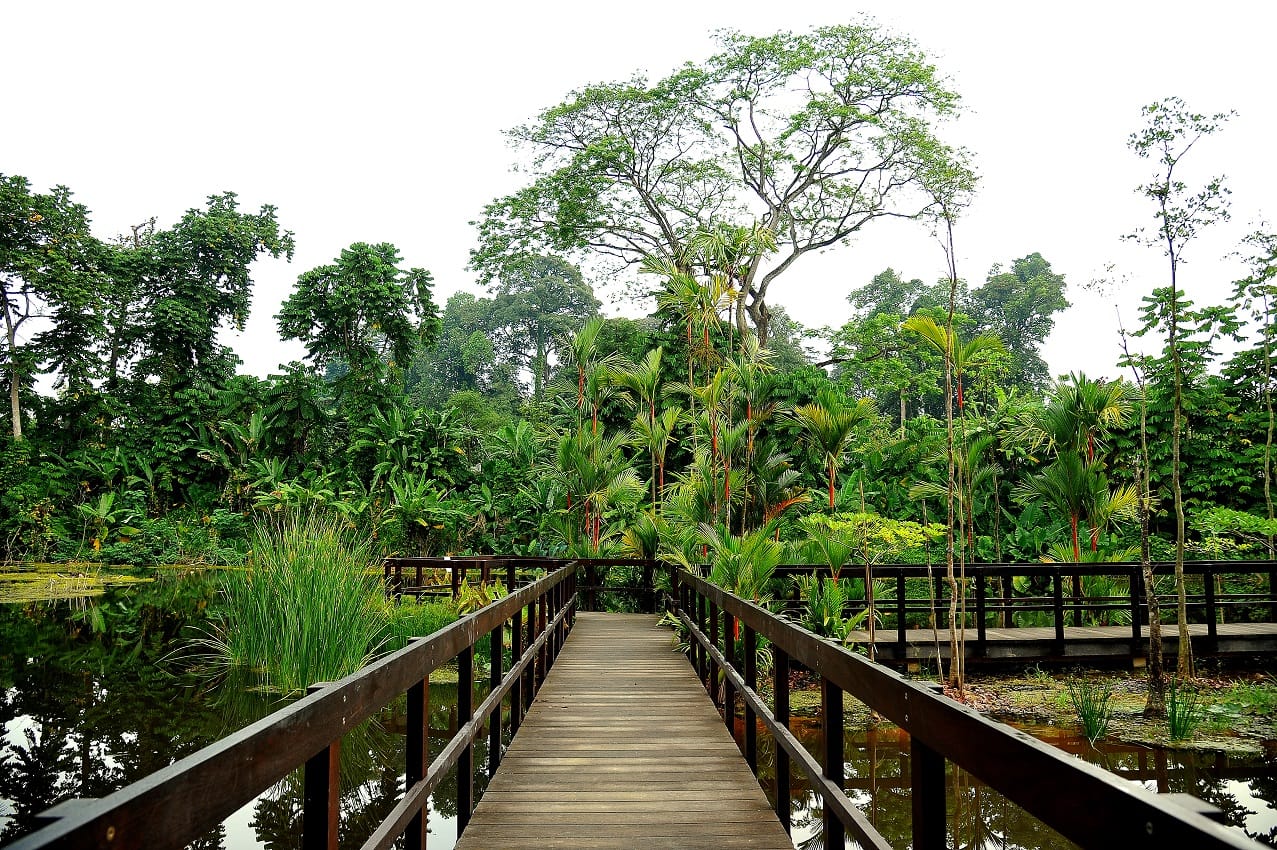 Learning Forest